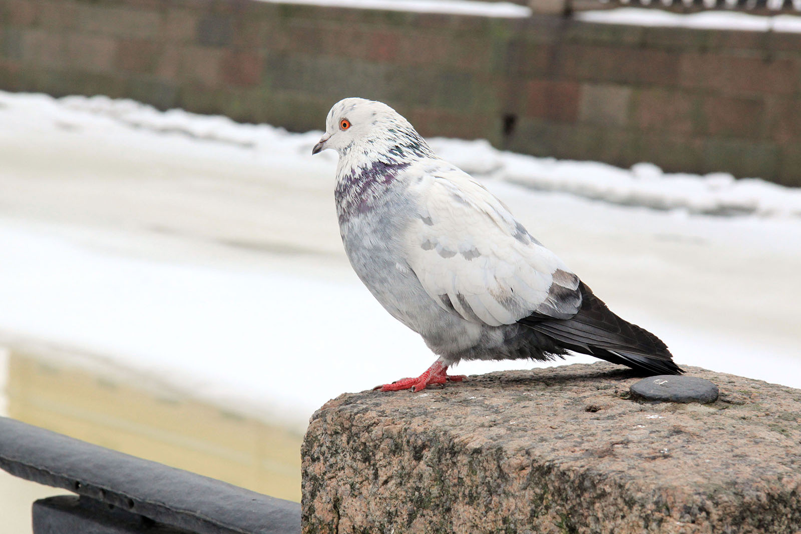 Saint Petersbourg - Mars 2012